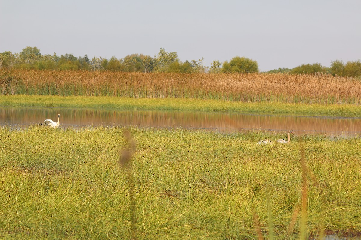 Trumpeter Swan - ML643570794