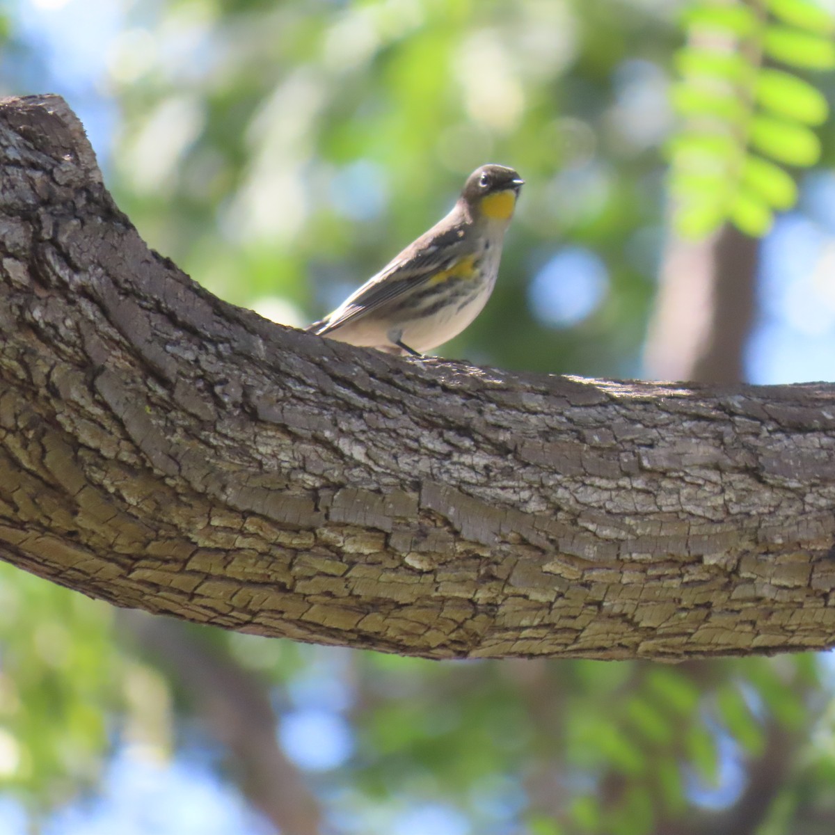 Yellow-rumped Warbler - ML643570804