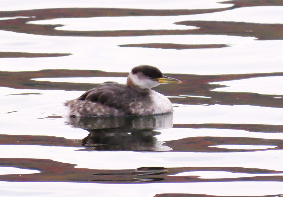 Red-necked Grebe - ML643570808