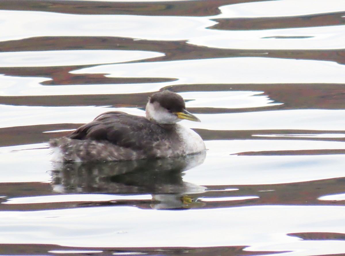 Red-necked Grebe - ML643570809