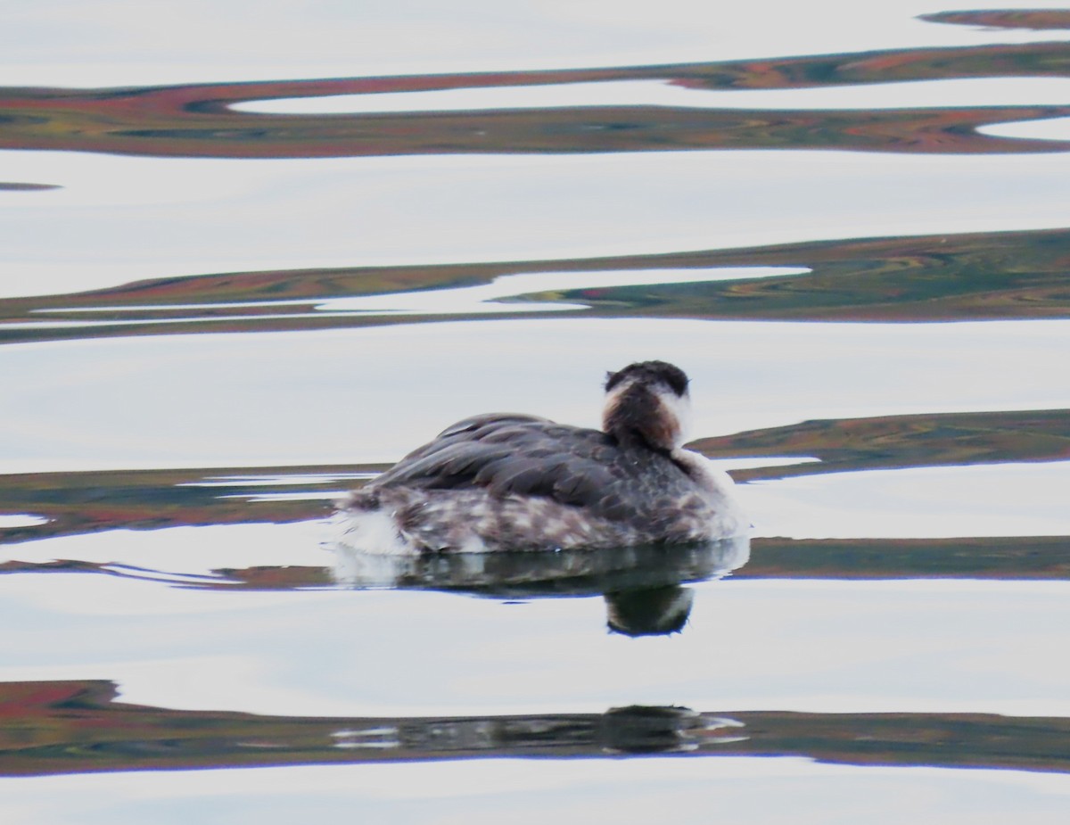 Red-necked Grebe - ML643570810