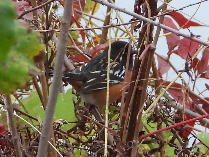 ホシワキアカトウヒチョウ - ML643570813