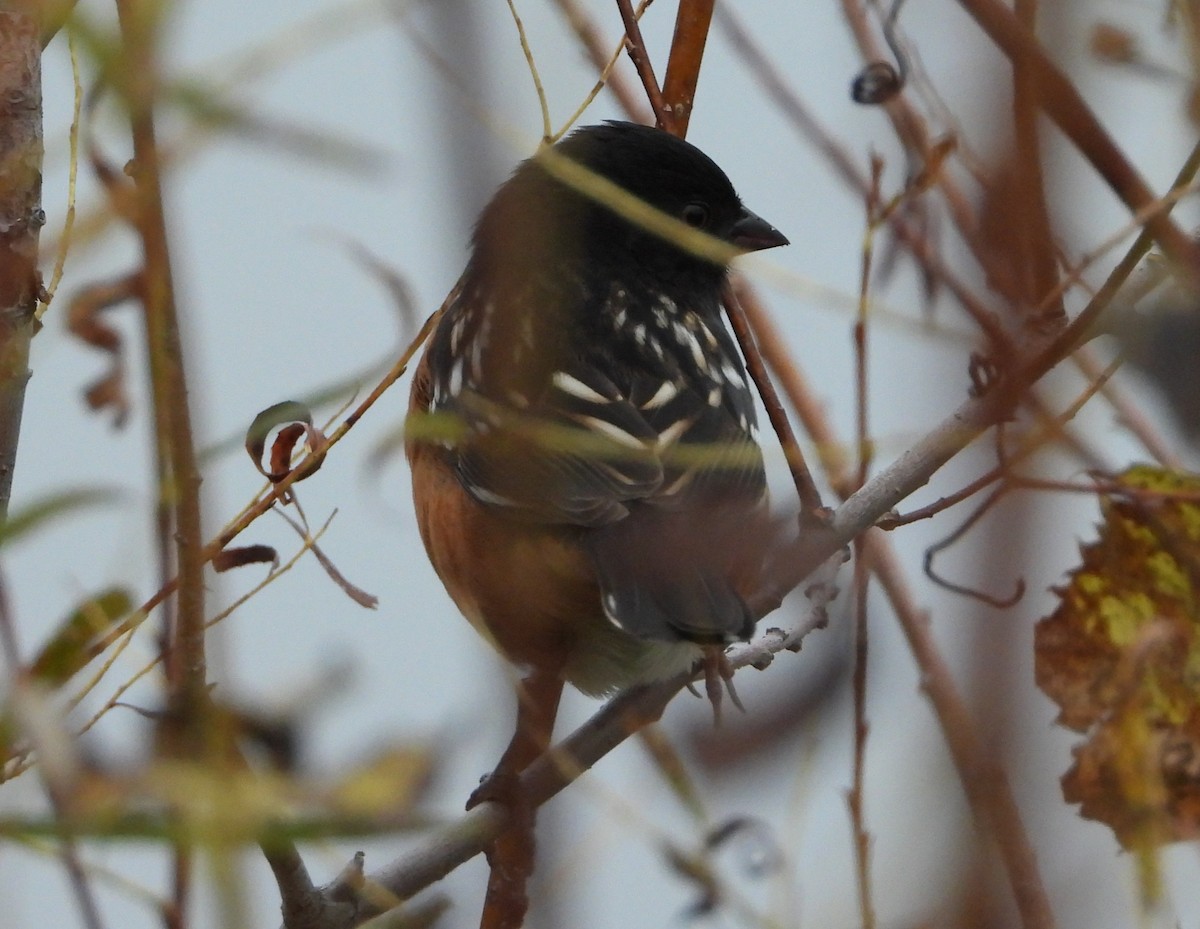 ホシワキアカトウヒチョウ - ML643570814