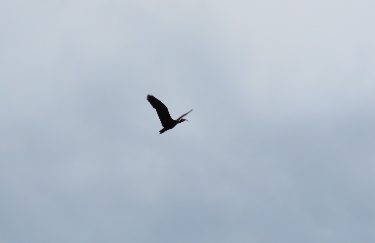 Bare-faced Ibis - ML643570819
