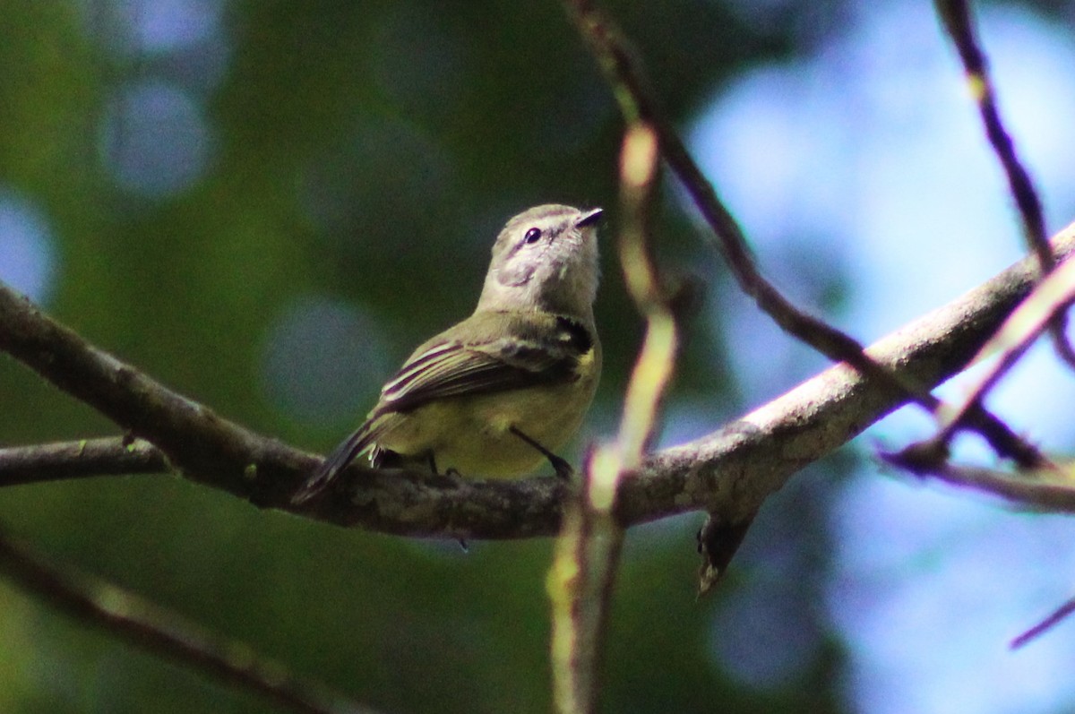 Planalto Tyrannulet - ML643570824