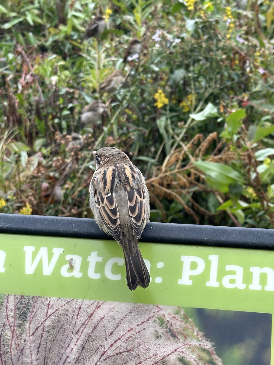 House Sparrow - ML643570829