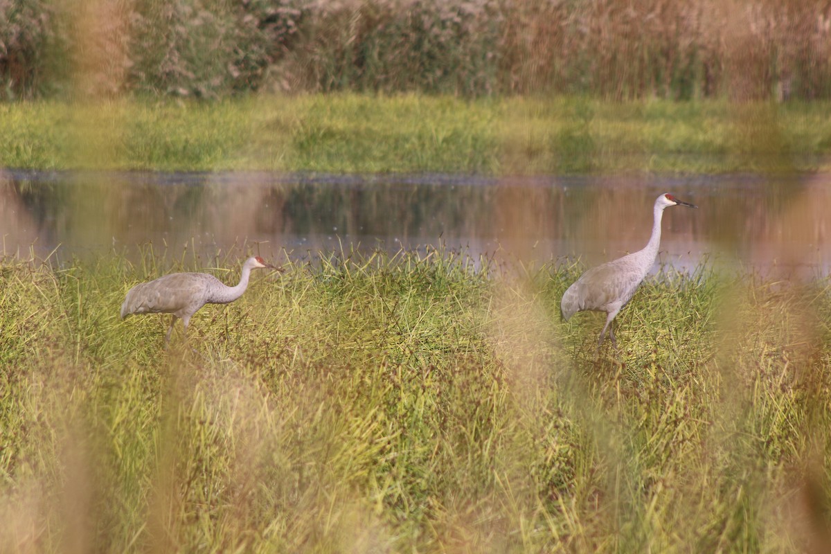 Sandhill Crane - ML643570831
