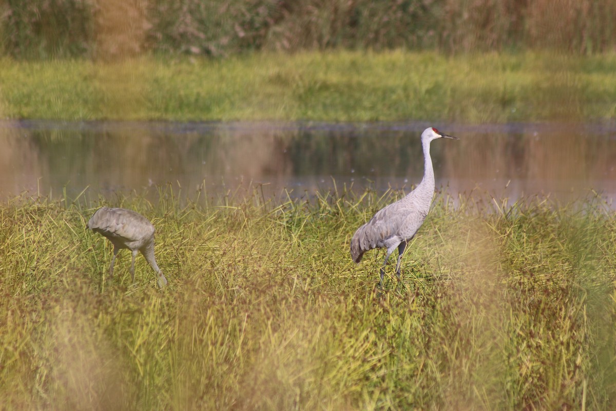Sandhill Crane - ML643570832