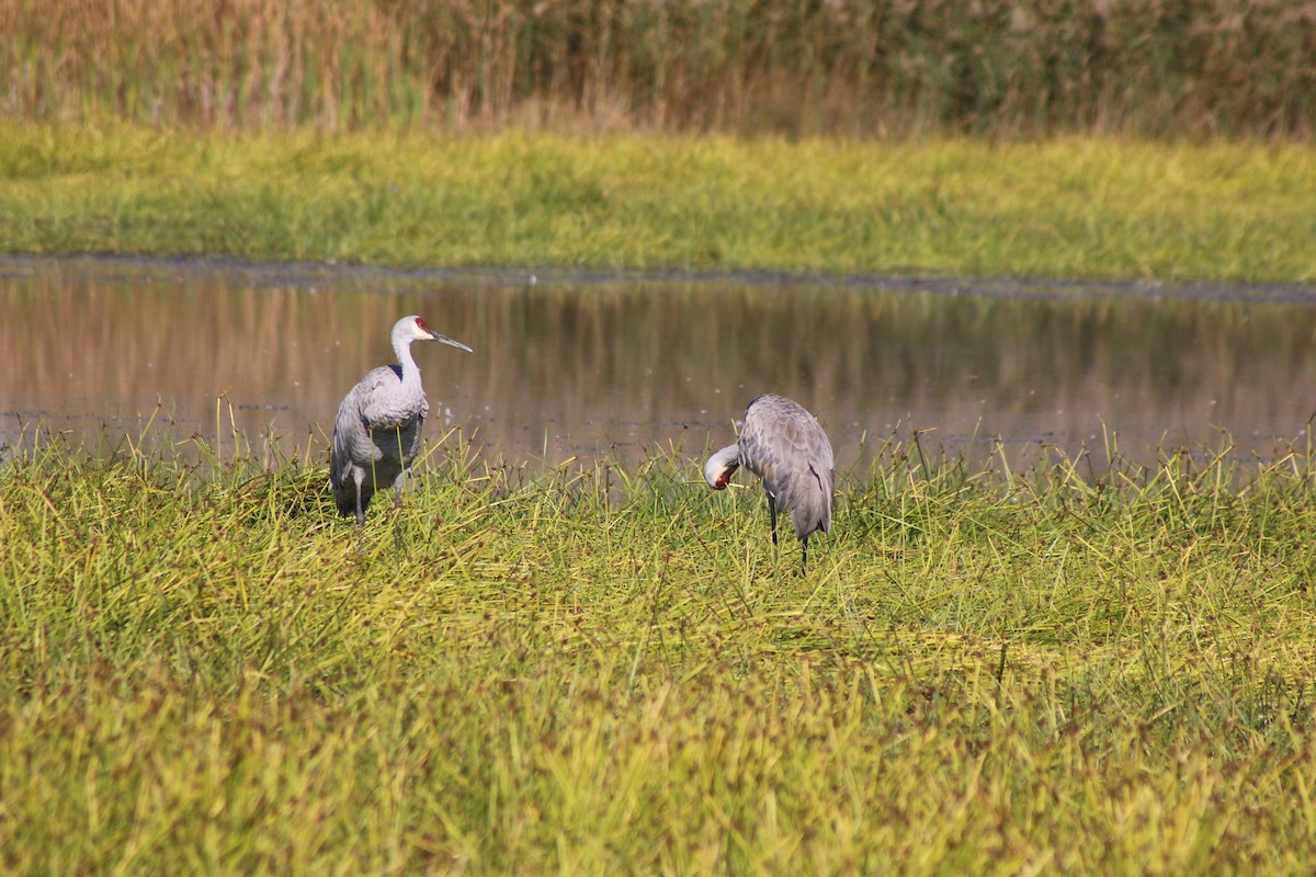 Sandhill Crane - ML643570833
