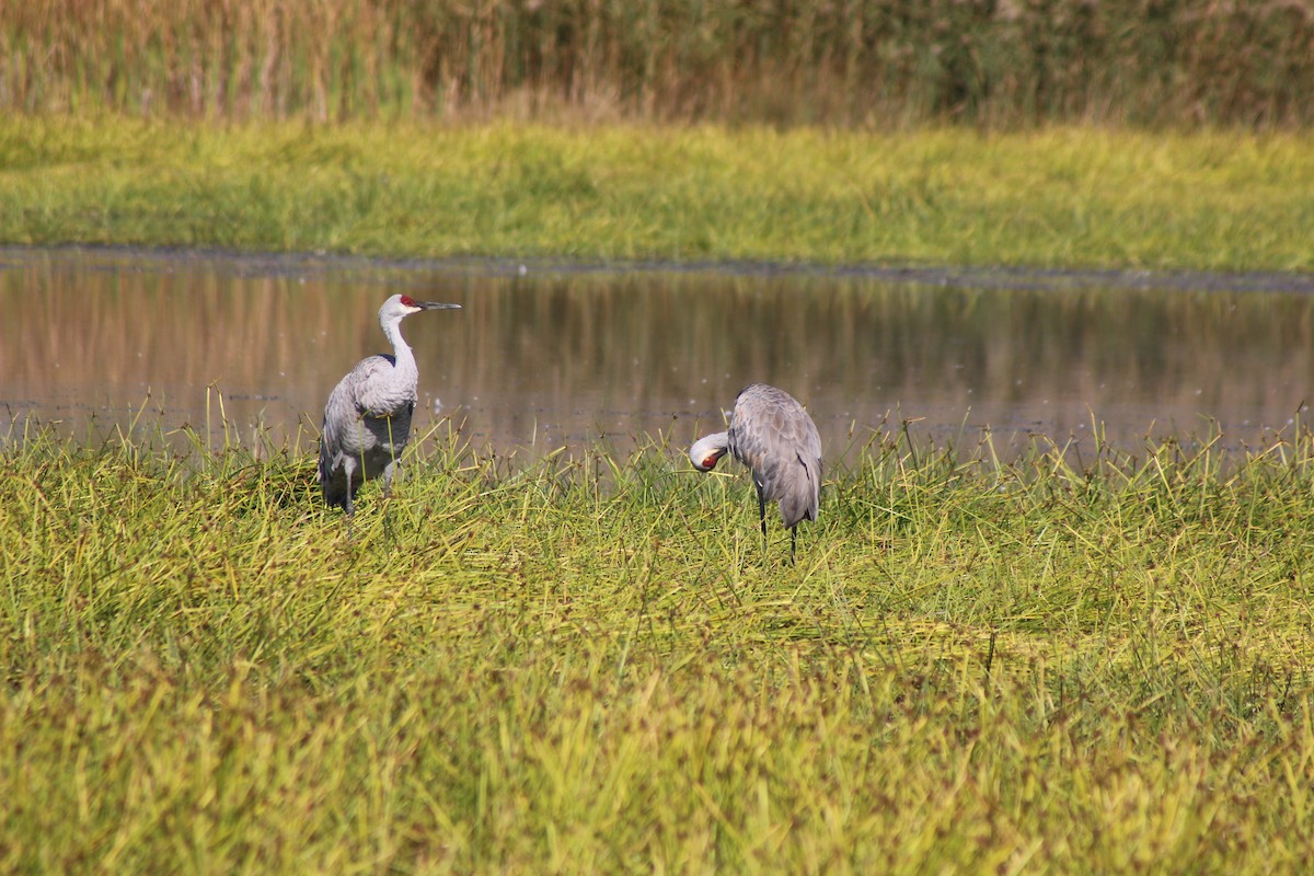 Sandhill Crane - ML643570834