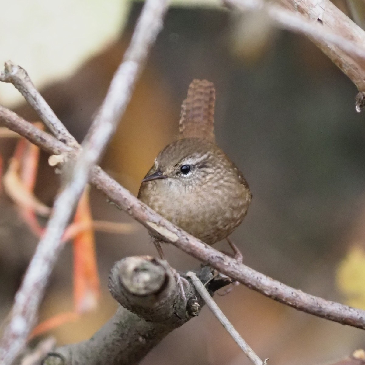 Winter Wren - ML643570844