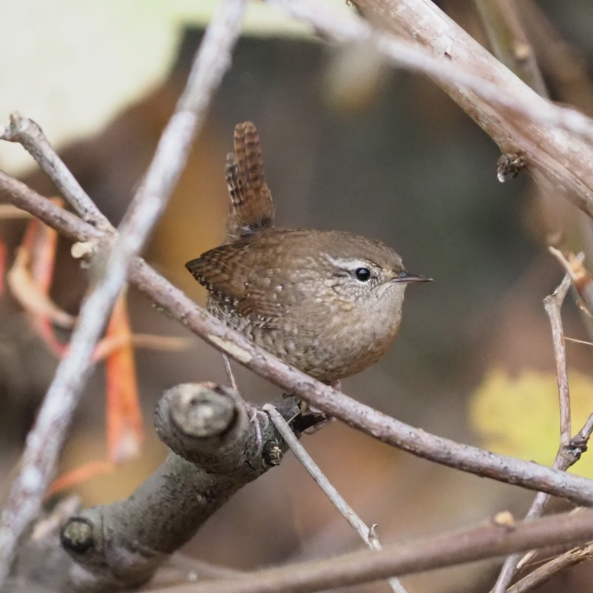 Winter Wren - ML643570845