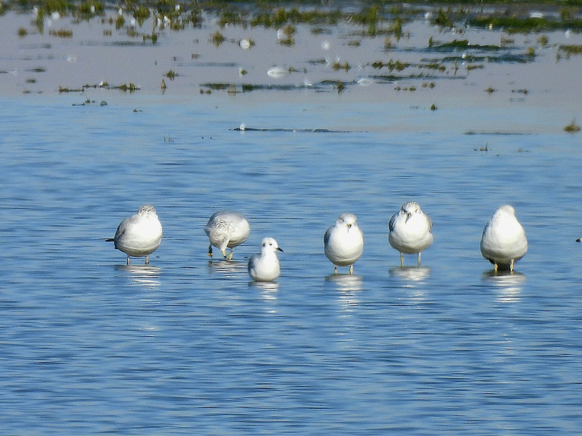 Bonaparte's Gull - ML643570847