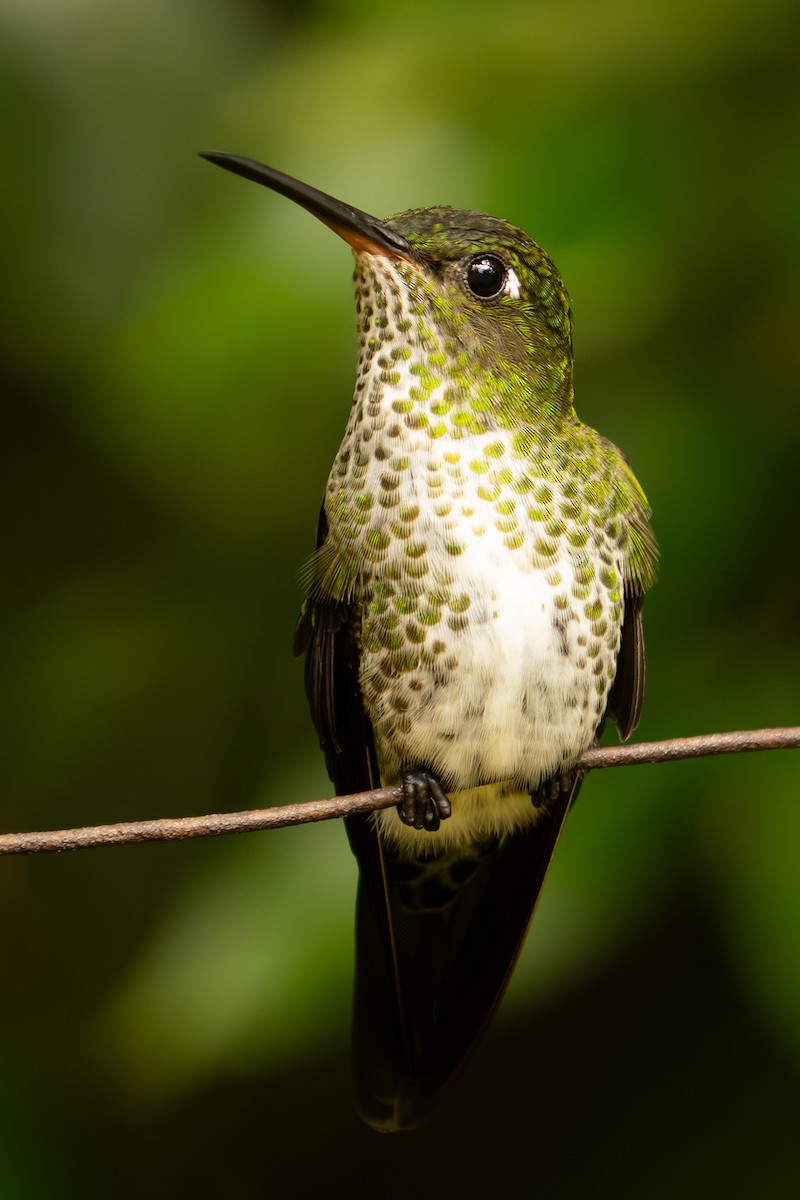 Colibri grivelé - ML643570849