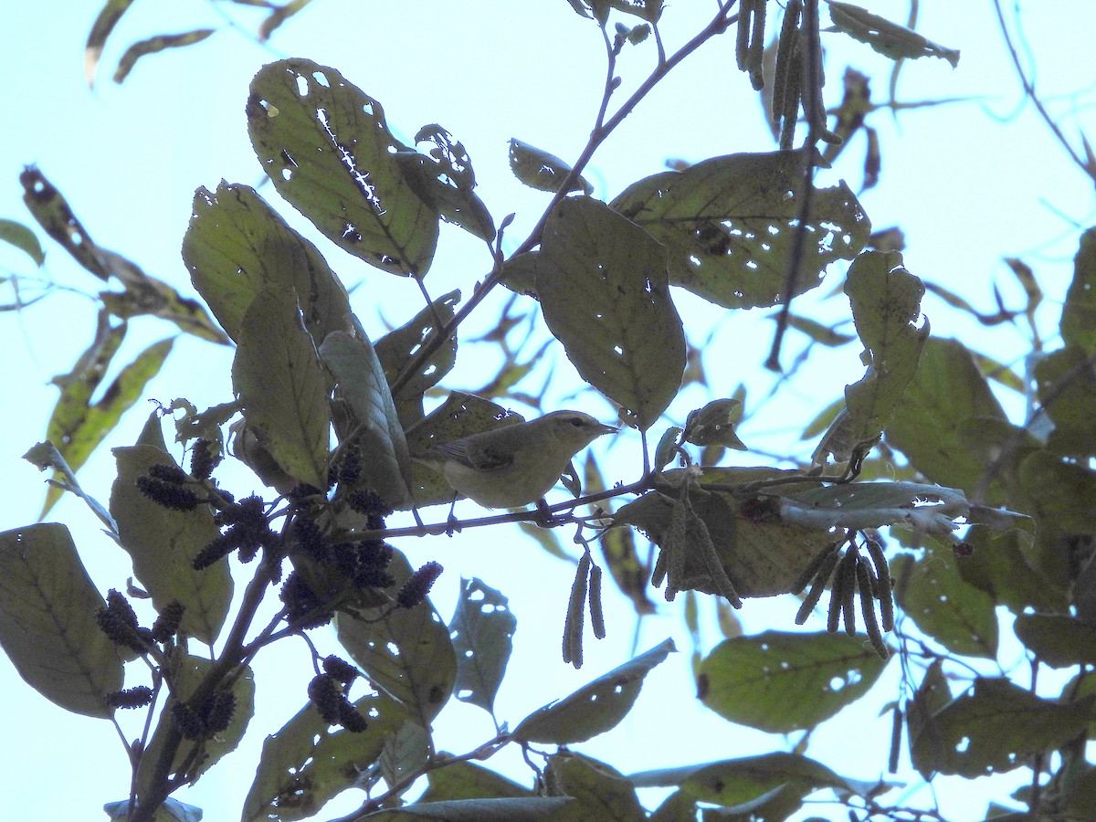 Cape May Warbler - ML643570853