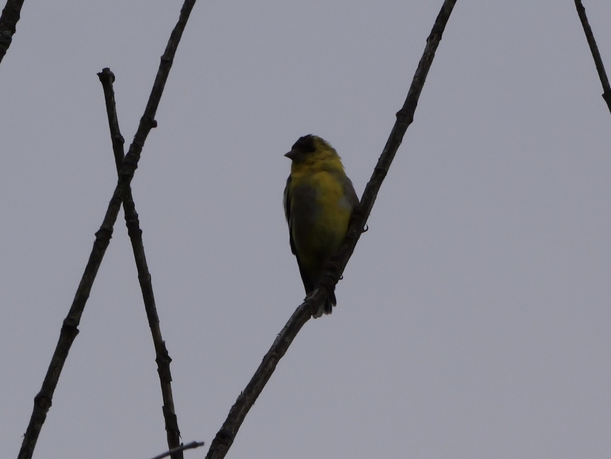 American Goldfinch - ML643570878