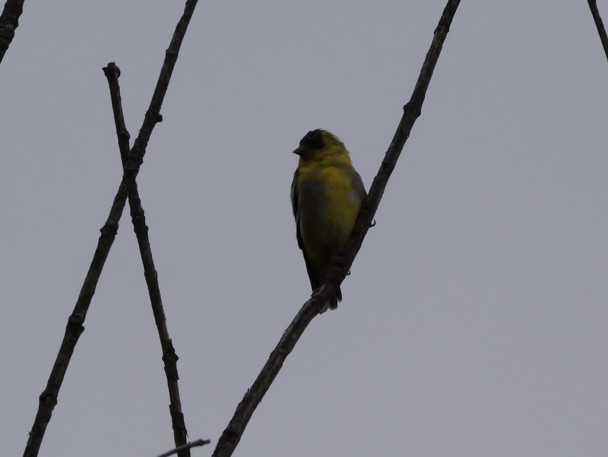 American Goldfinch - ML643570879