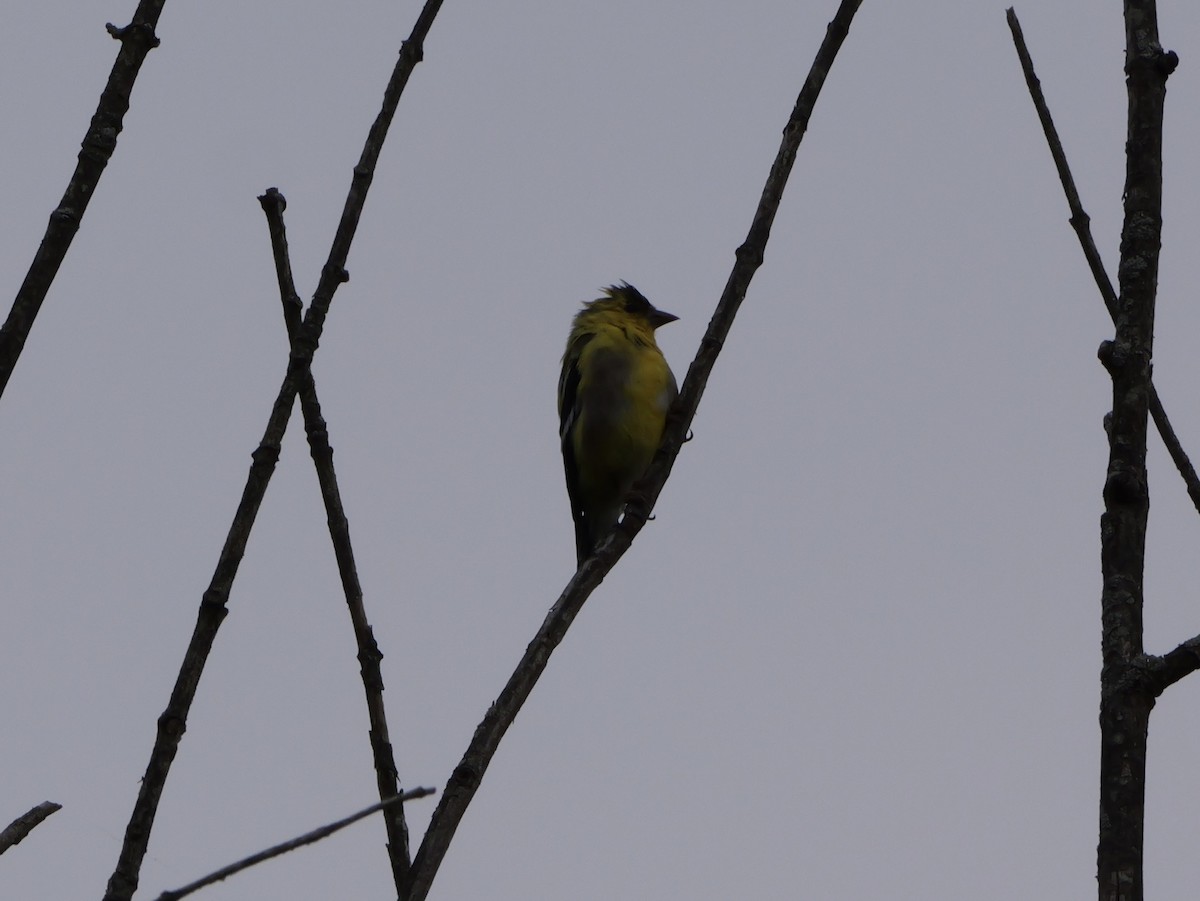 American Goldfinch - ML643570880