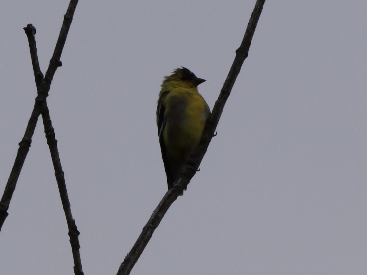 American Goldfinch - ML643570881