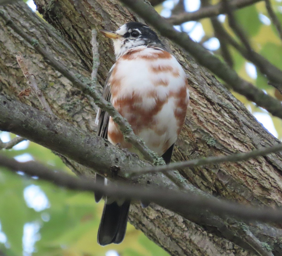 American Robin - ML643570885