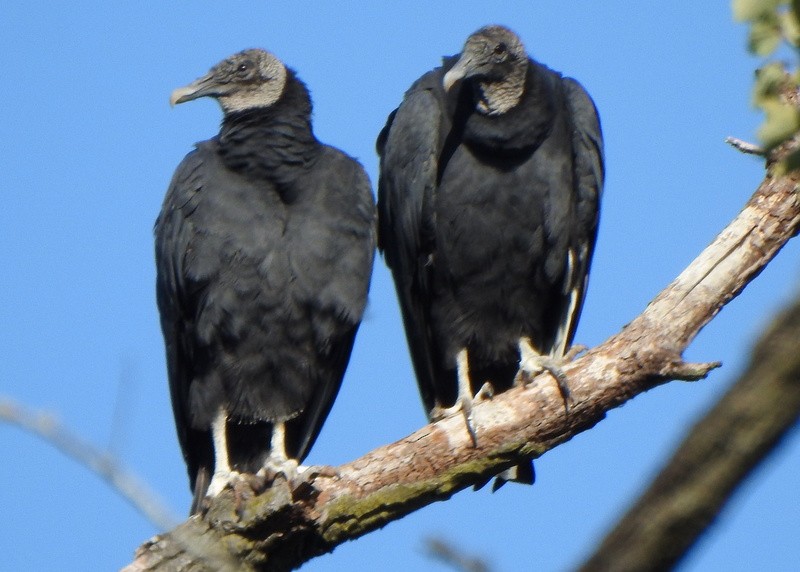 Black Vulture - ML643570888