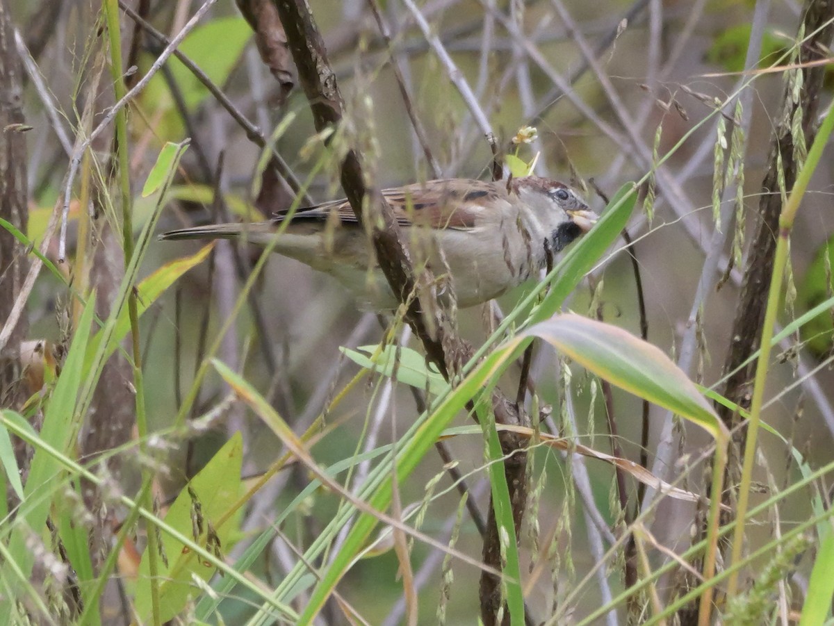 House Sparrow - ML643570895