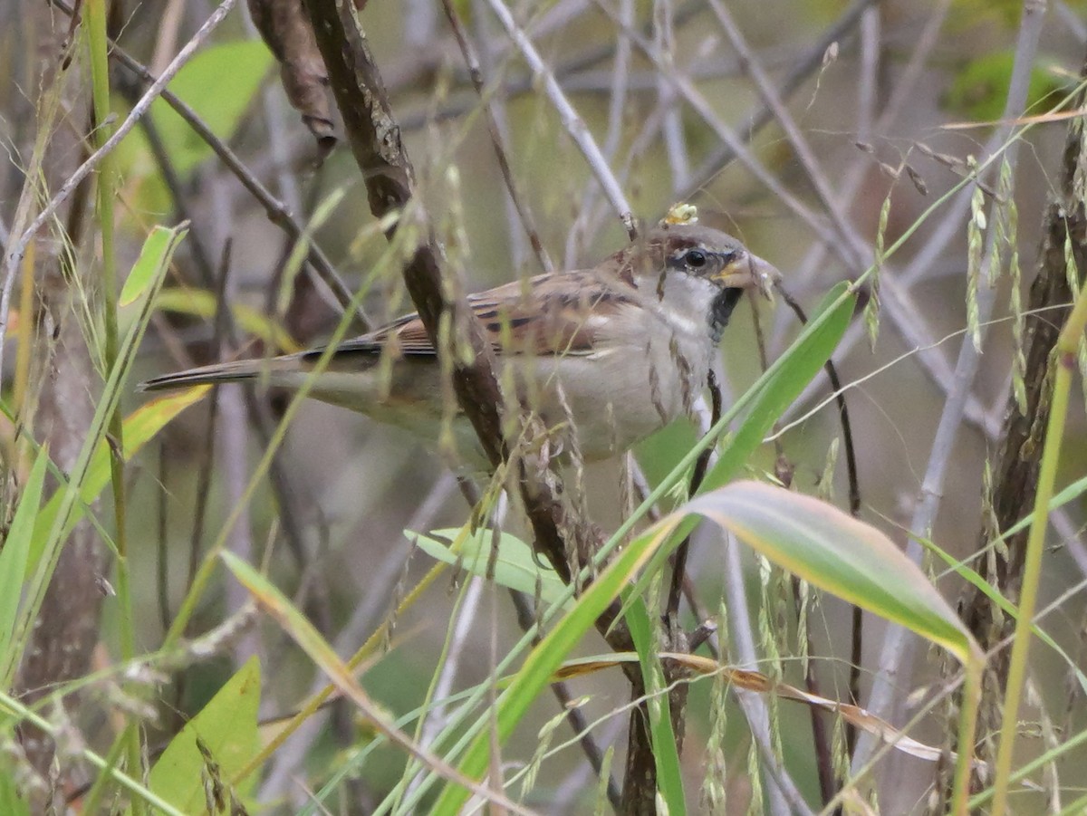 House Sparrow - ML643570896