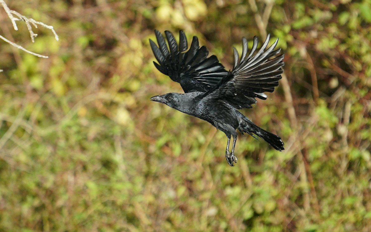 vrána americká - ML643570903