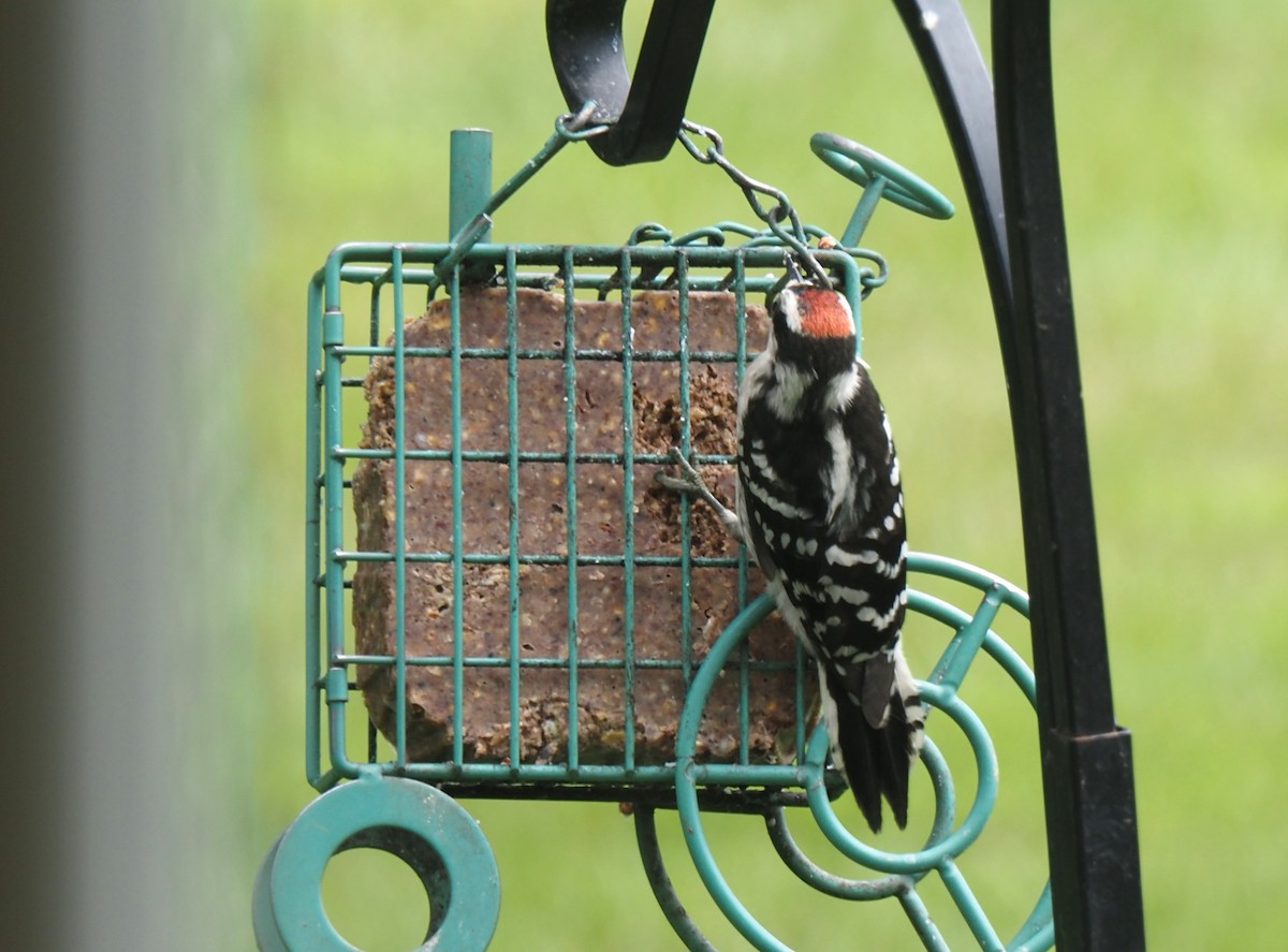 strakapoud osikový - ML643570908