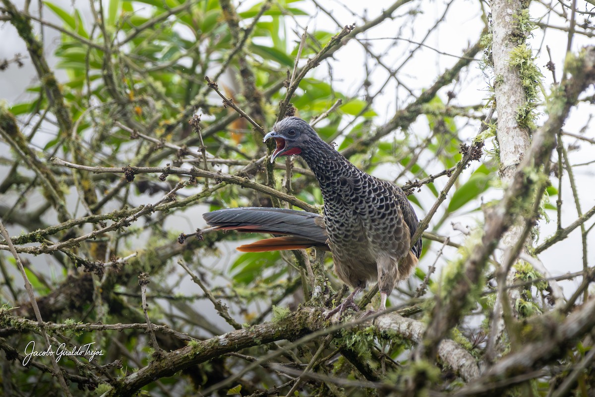 Ortalide de Colombie - ML643570914