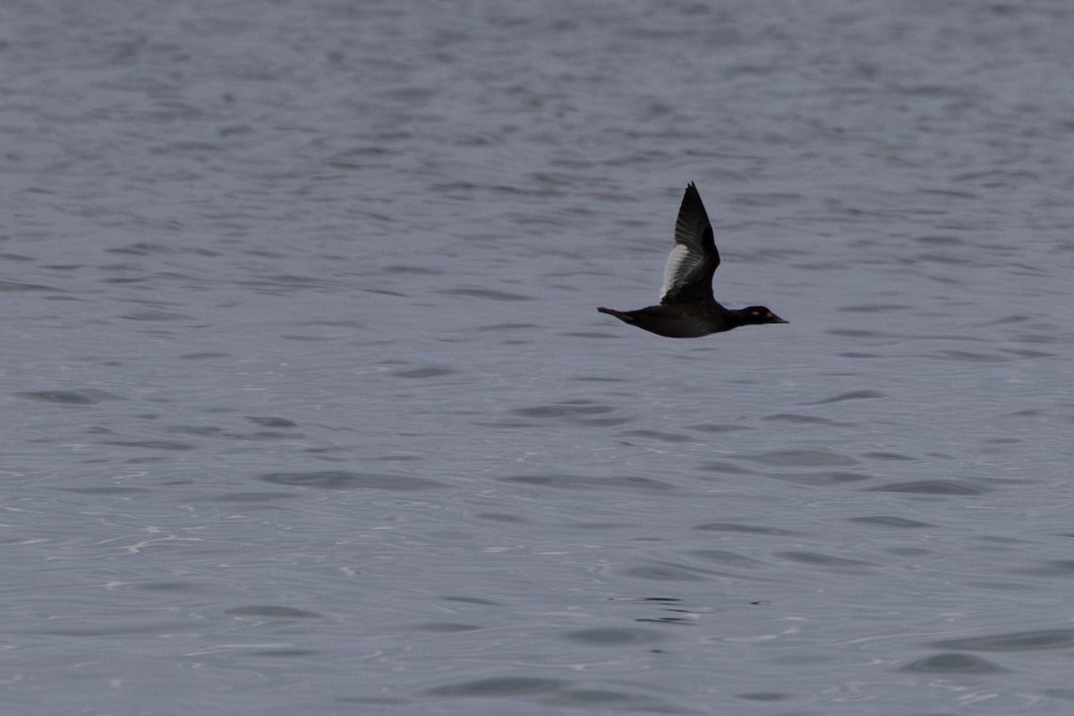 White-winged Scoter - ML643570916