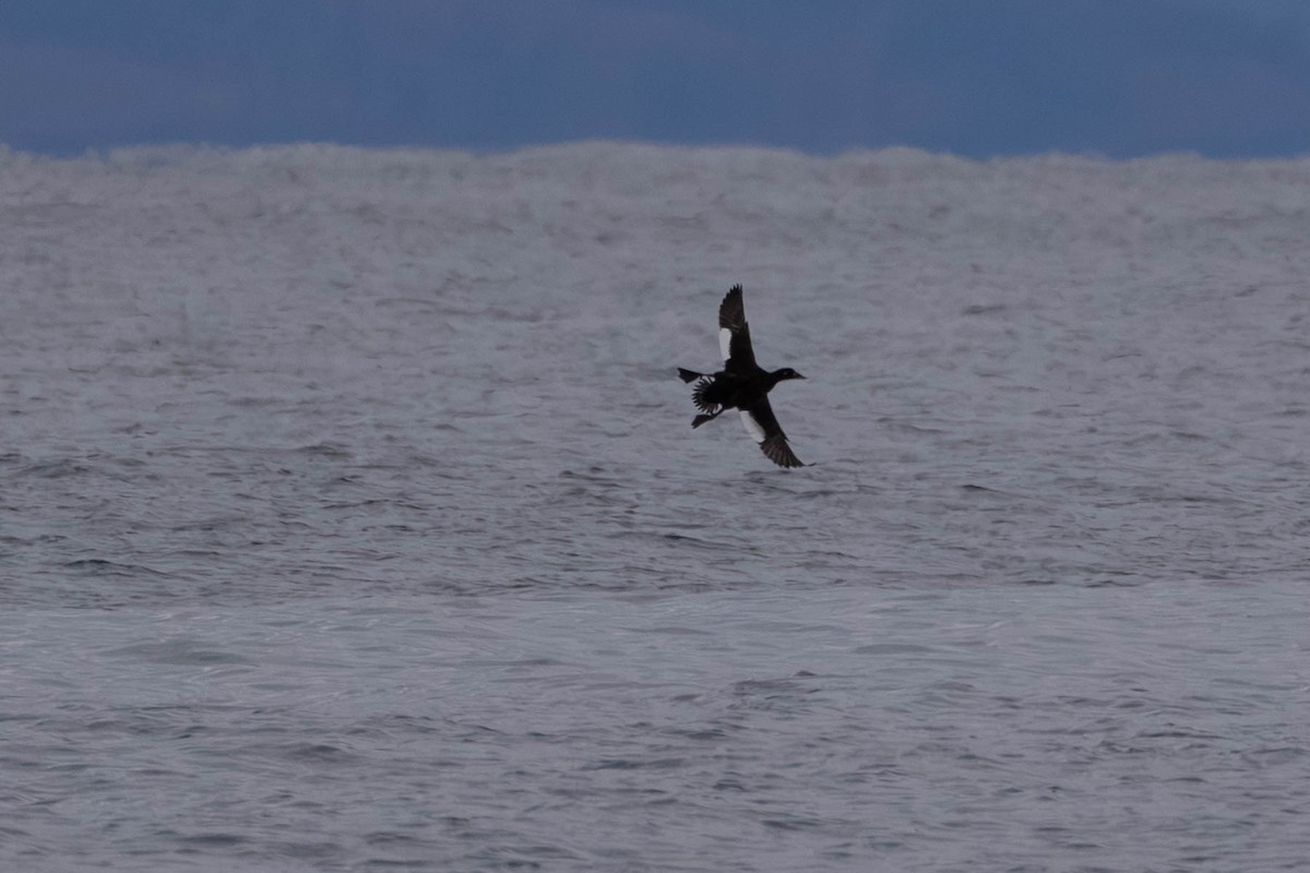 White-winged Scoter - ML643570917