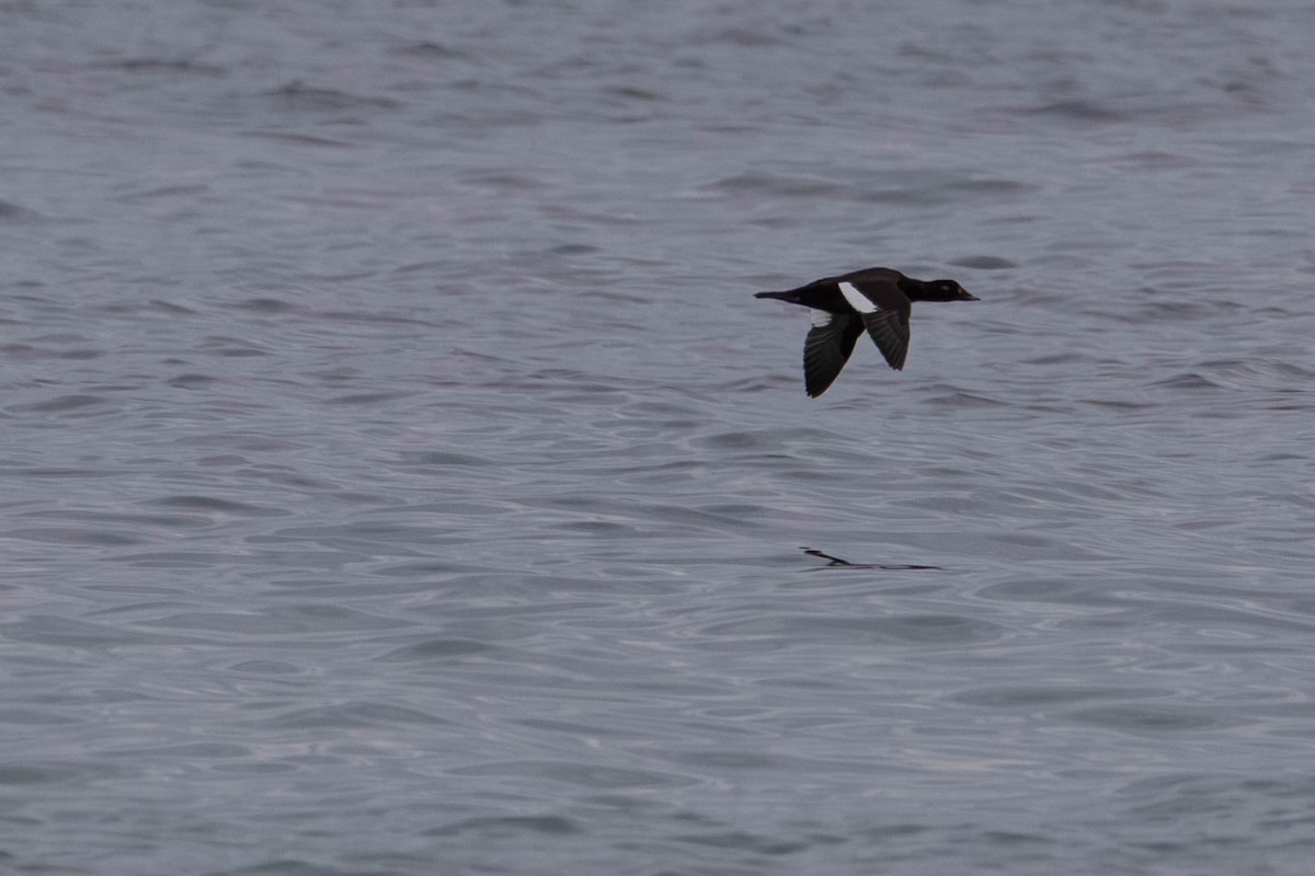 White-winged Scoter - ML643570918