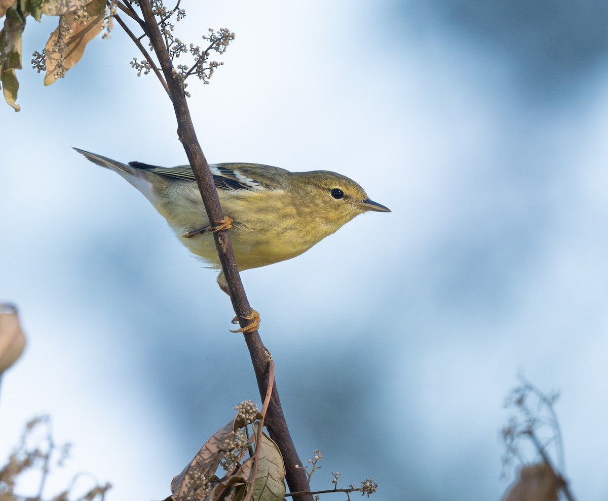 Blackpoll Warbler - ML643570923