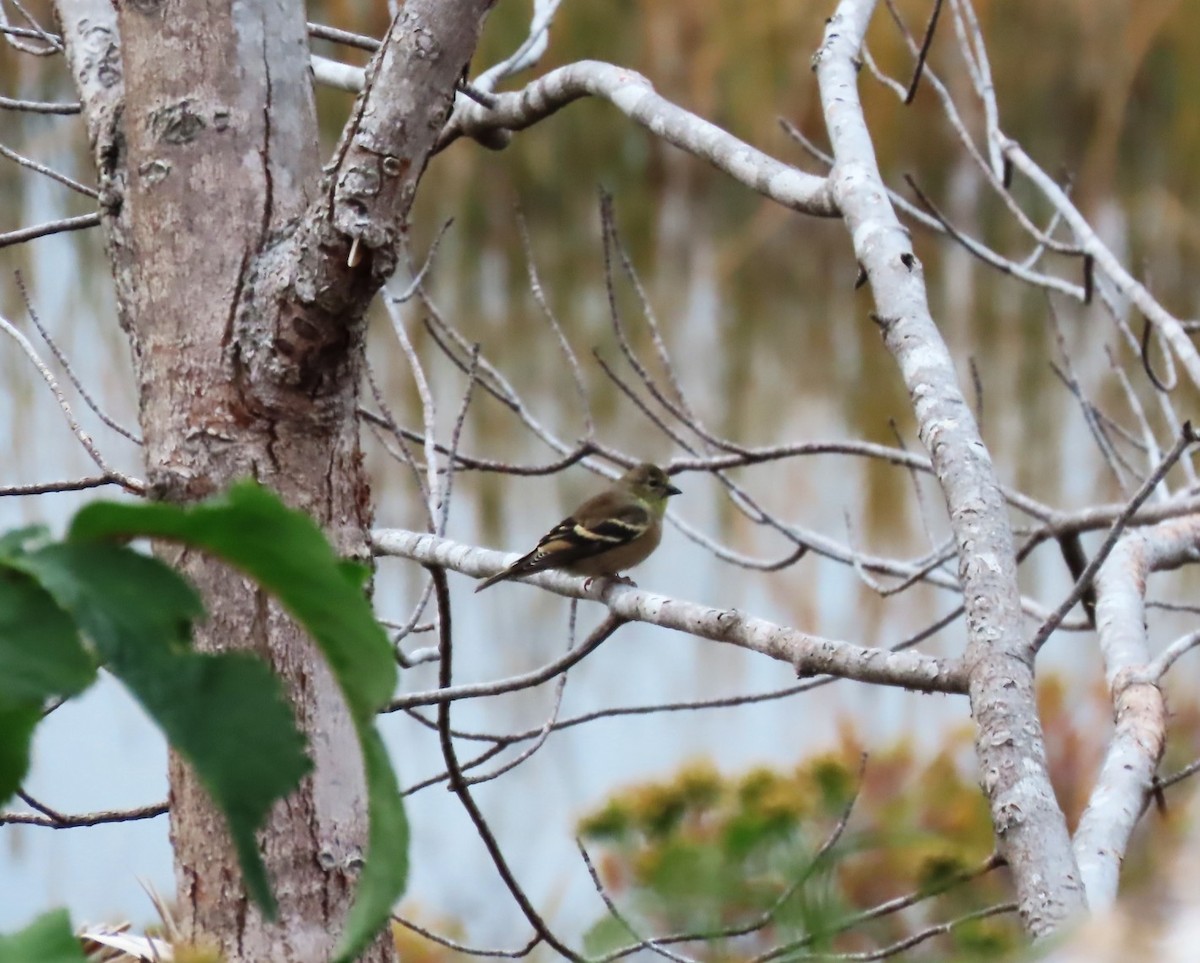 American Goldfinch - ML643570924