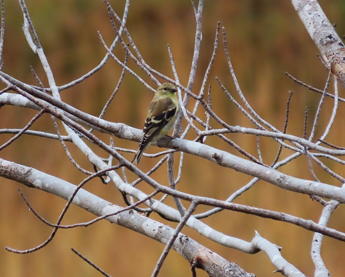 American Goldfinch - ML643570925