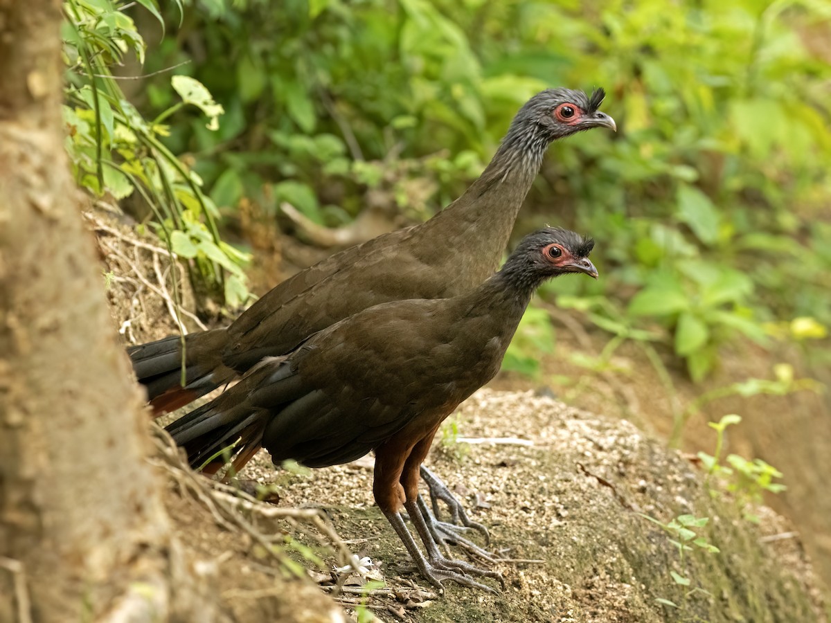 Rufous-bellied Chachalaca - ML643570926