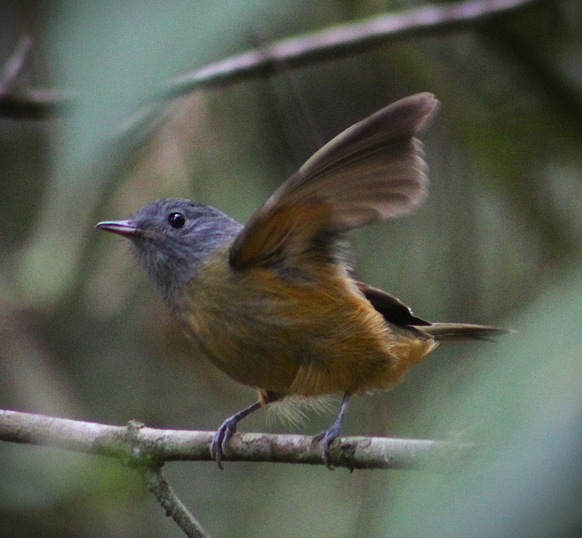 Gray-hooded Flycatcher - ML643570931