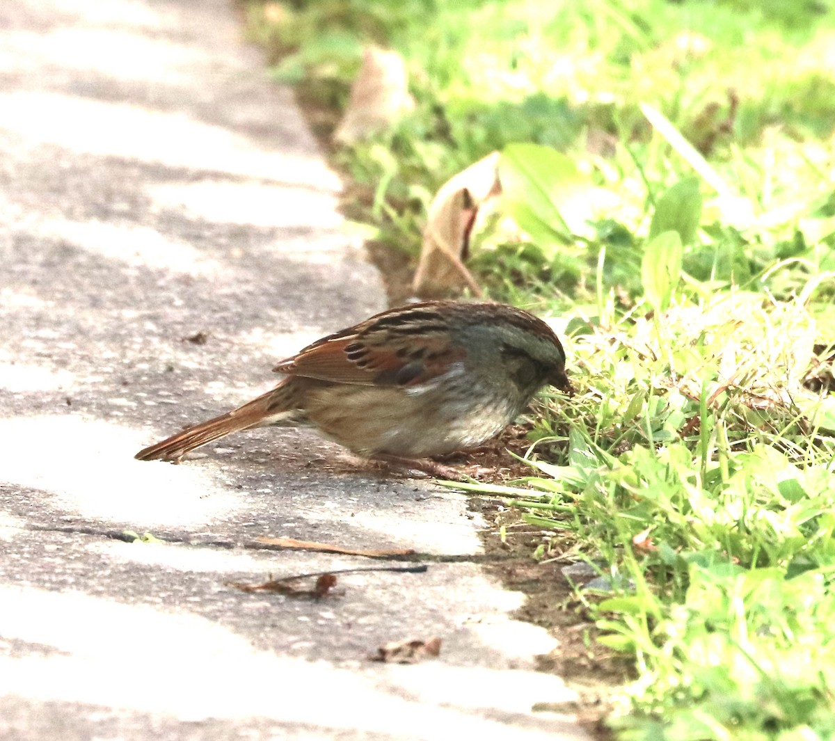 Swamp Sparrow - ML643570932