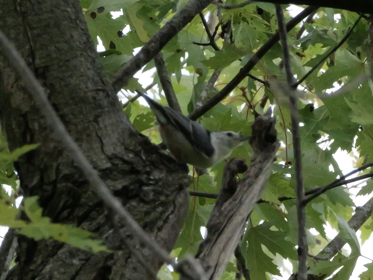 White-breasted Nuthatch (Eastern) - ML643570934