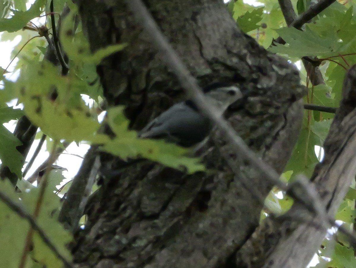 White-breasted Nuthatch (Eastern) - ML643570935