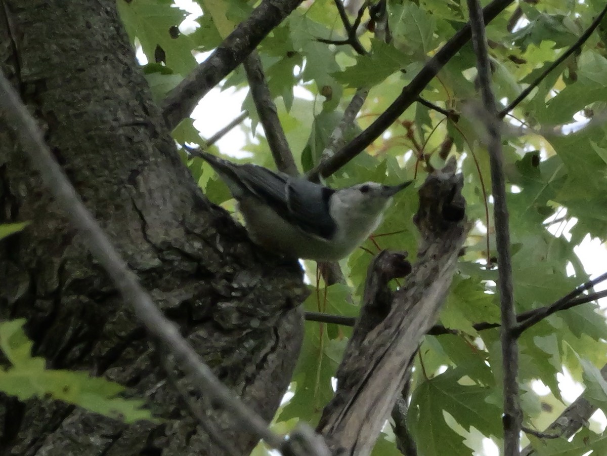White-breasted Nuthatch (Eastern) - ML643570936