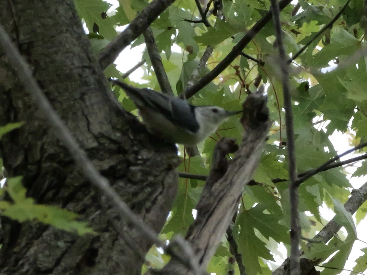 White-breasted Nuthatch (Eastern) - ML643570937