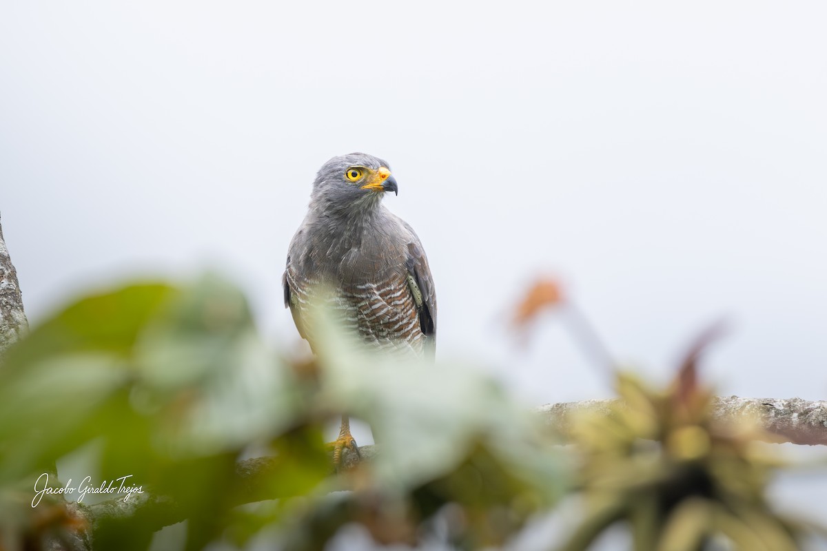 Roadside Hawk - ML643570943