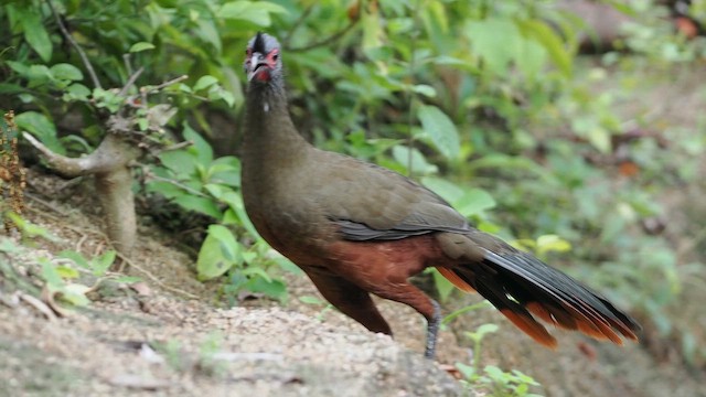 Rufous-bellied Chachalaca - ML643570945