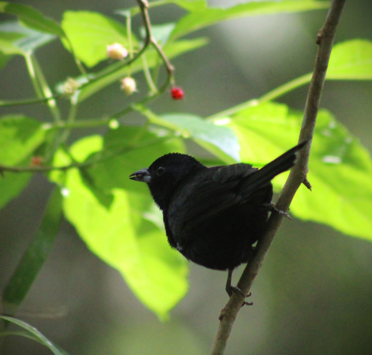 Ruby-crowned Tanager - ML643570949