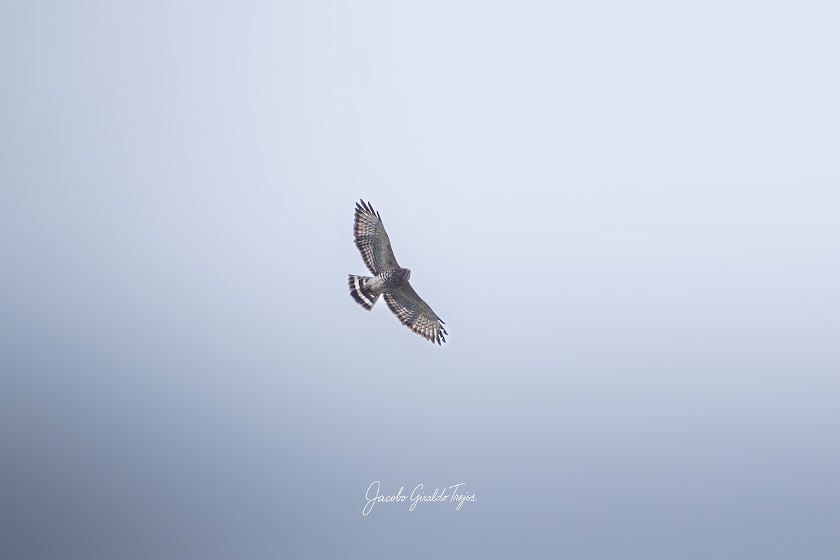 Broad-winged Hawk - ML643570954