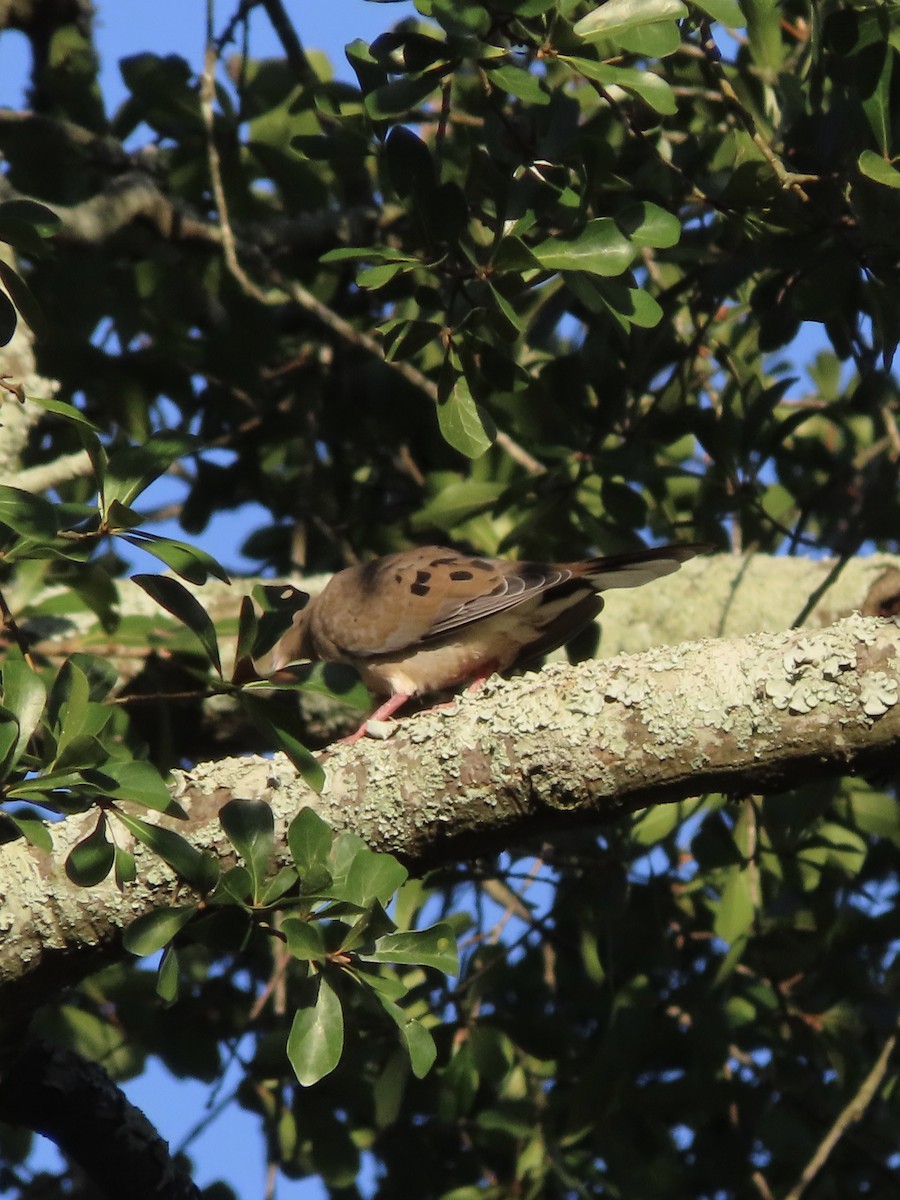 Mourning Dove - ML643570959
