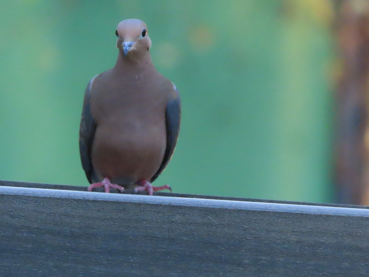 Mourning Dove - ML643570960