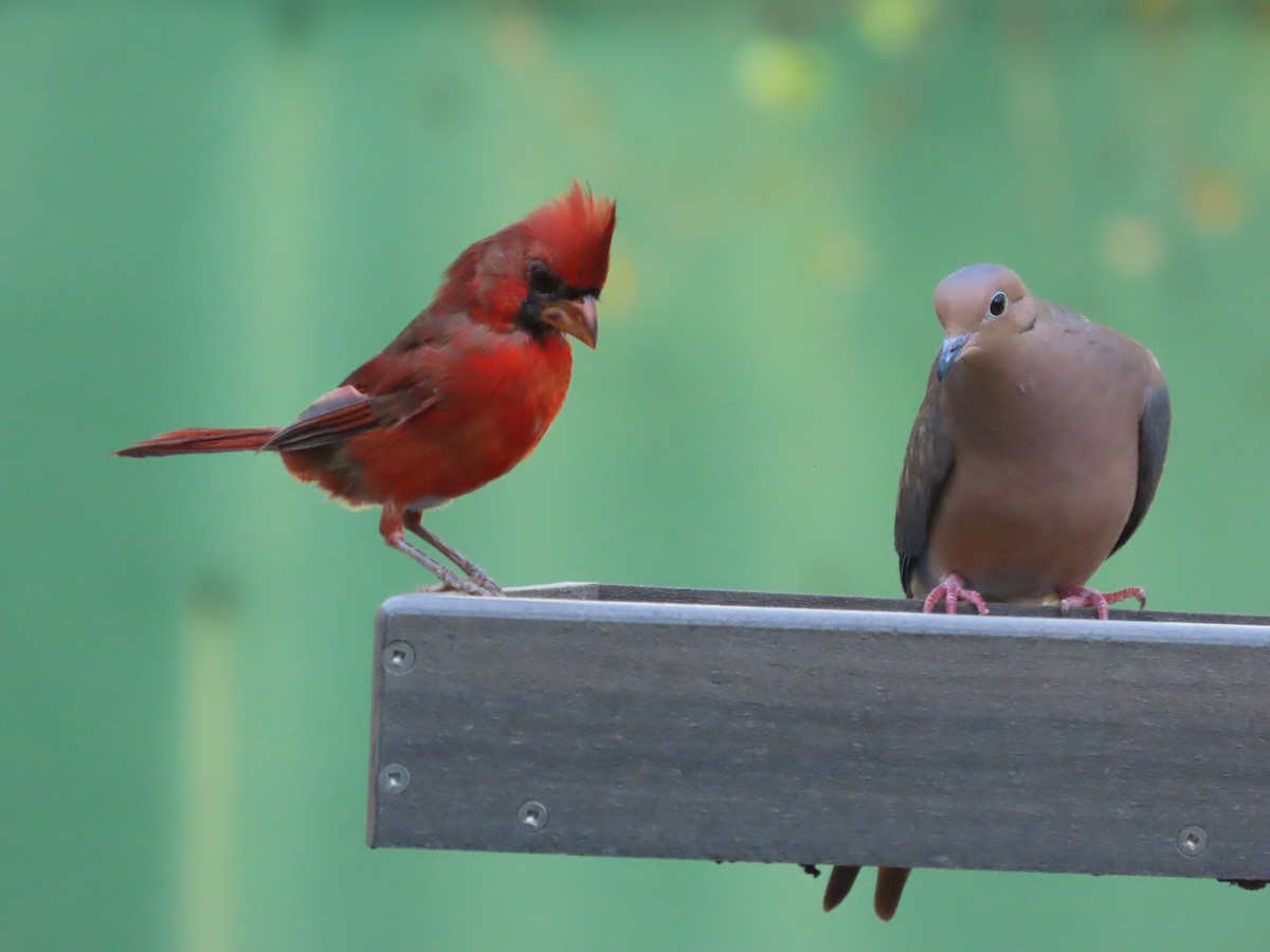 Mourning Dove - ML643570961